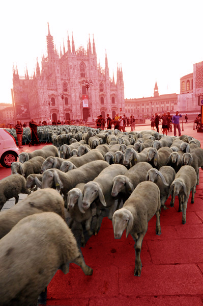 milano-pecore-in-piazza-duomo1